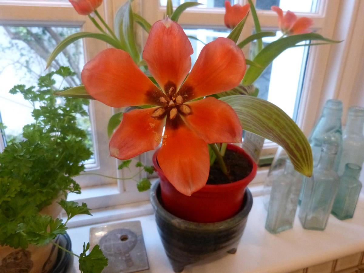 Cumberland House Bed and Breakfast Sherborne  Esterno foto